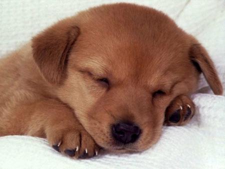 petit dodo