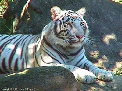 j'adore les tigres et vous?