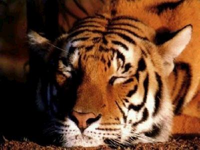 tigre