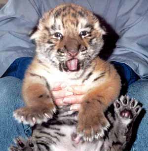 bébé tigre